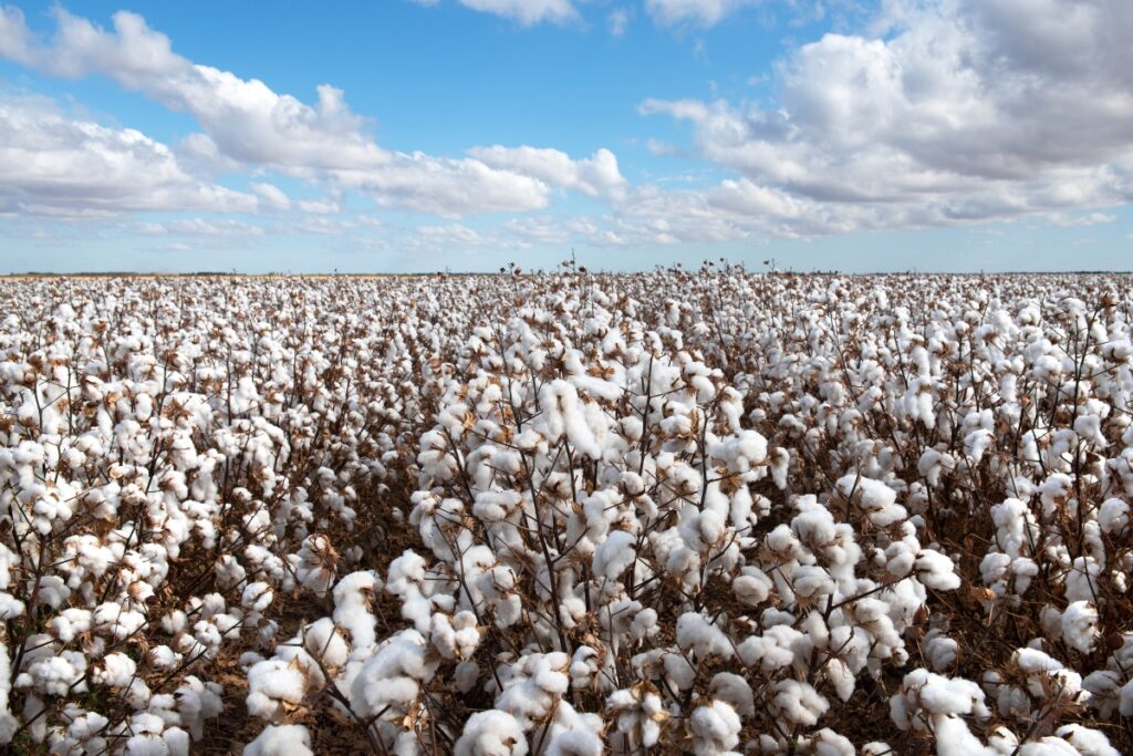 sustainable fabrics organic cotton