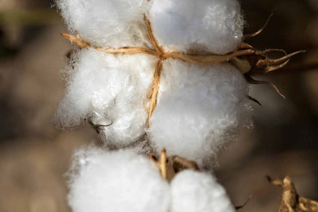 sustainable fabrics organic cotton
