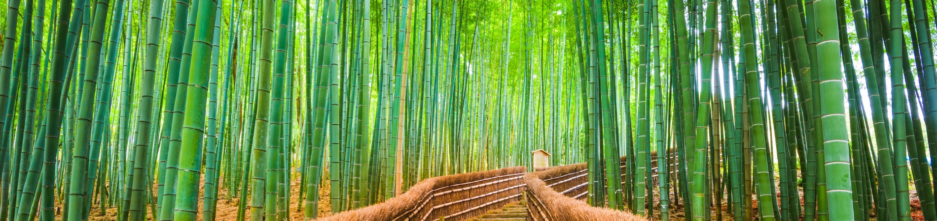 Bamboo as a Sustainable Fabric