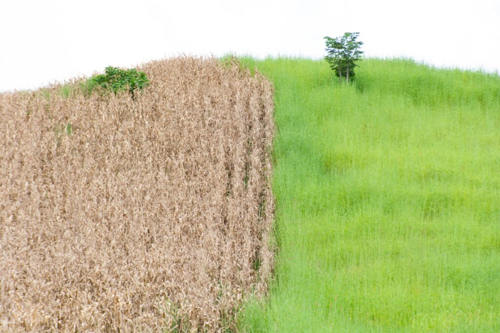 What Is Carbon Mitigation