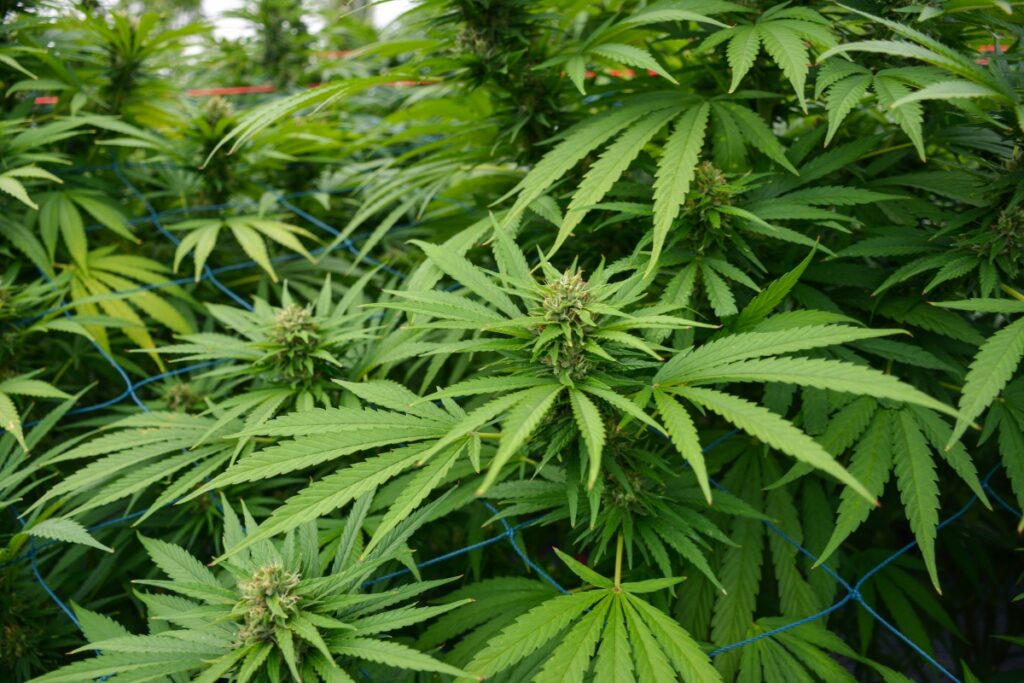 Hemp - Sustainable Fabrics