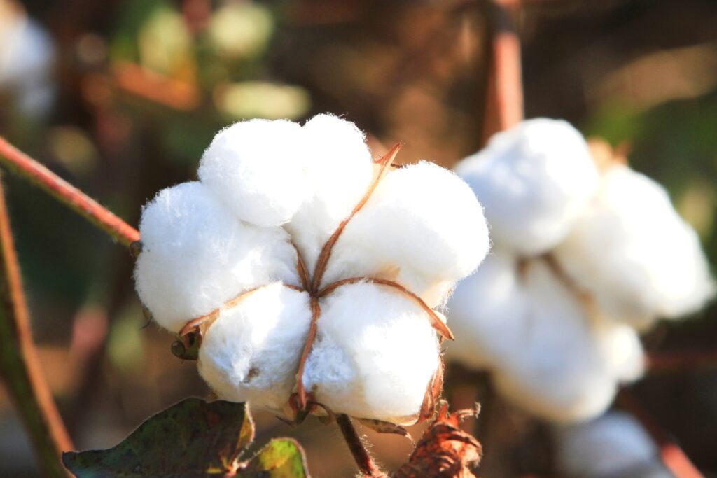Cotton - Sustainable Fabrics